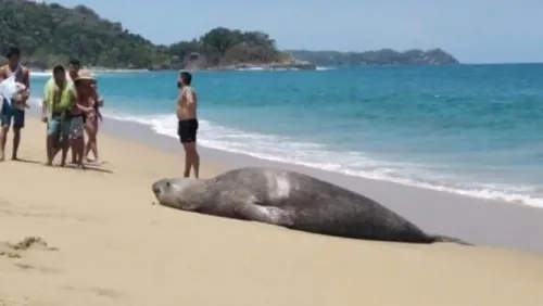 Elefante marino descansa en playa de Nayarit; lo nombran ‘Panchito’