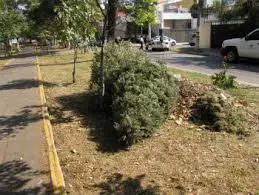 OOSL recolectará pinos navideños