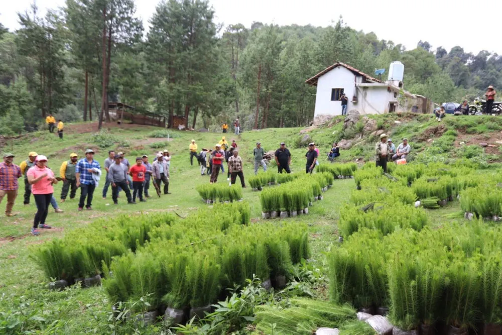 Gobierno estatal impulsa la reforestación con la entrega de siete ...