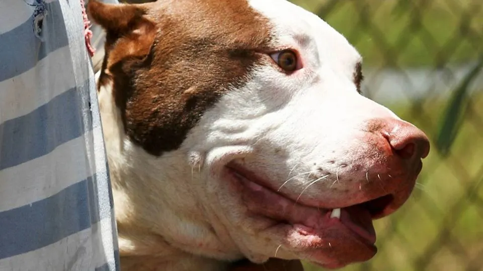 Pitbull mata a mujer de 22 años en Cuernavaca, Morelos