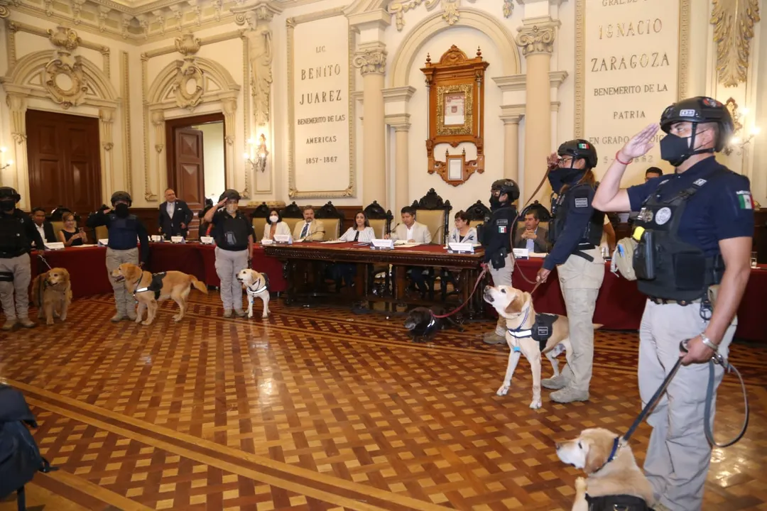 Perros jubilados
