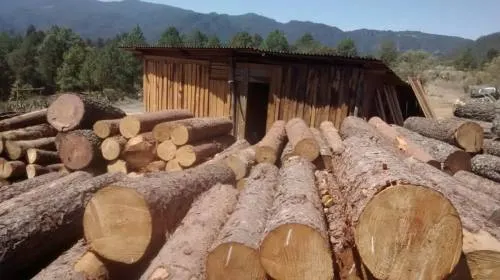 Asegura Profepa en Puebla casi 300 m3 de madera de pino y maquinaria; clausura un aserradero