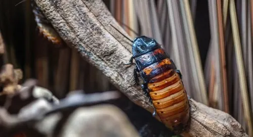Podrás bautizar una cucaracha con el nombre de tu ex
