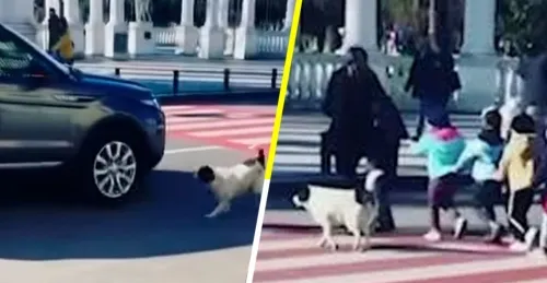 Suaves oficiales de tránsito: perrito callejero detiene el tráfico para que niños crucen la calle