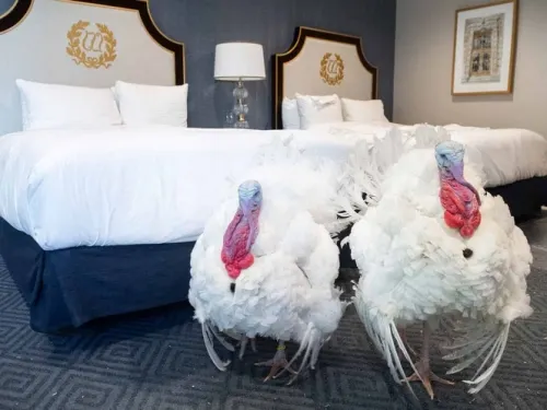 Trump indulta pavo en la Casa Blanca por Día de Acción de Gracias