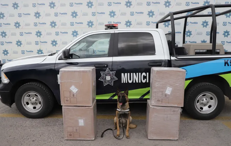 Elementos del k9 decomisan marihuana