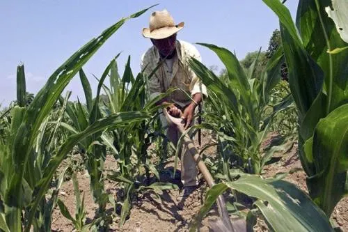 El campo en Puebla se encuentra olvidado: CNPA