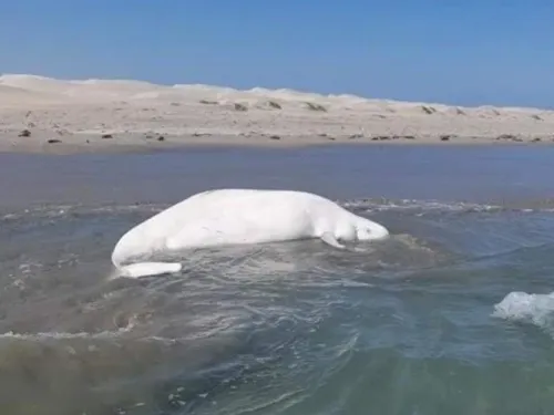 Beluga del Ártico aparece muerta en aguas someras de BCS