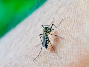 Acumula Puebla 3 mil 124 casos de dengue en 2024: Salud