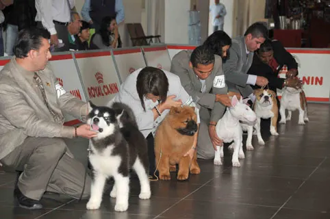 Cachorros se lucen en el CCU