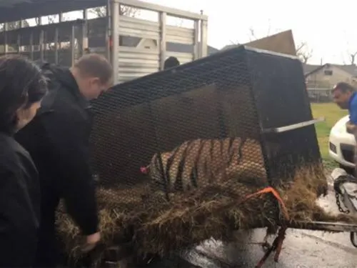 Entró a fumar ‘mota’ a casa abandonada y acabó salvando a un tigre
