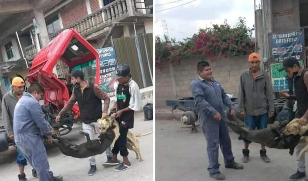 Denuncian maltrato animal en Amozoc