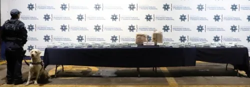 Aseguró Grupo K9 alrededor de seis mil municiones para fusil de asalto AR-15
