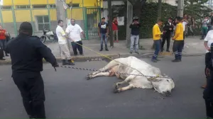 Se escapan toros de remolque en Iztapalapa