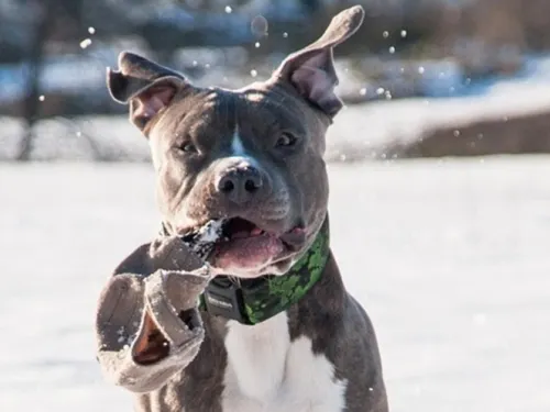 Pitbull mata a mordidas a bebé en Ciudad Juárez