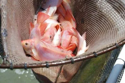 Juez de EU prohíbe acuicultura en Golfo de México