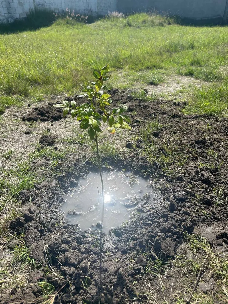 ayto-pue-reforestacion-raices-del-futuro