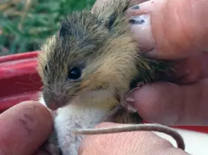Las ratas tienen cosquillas cuando están de buen humor