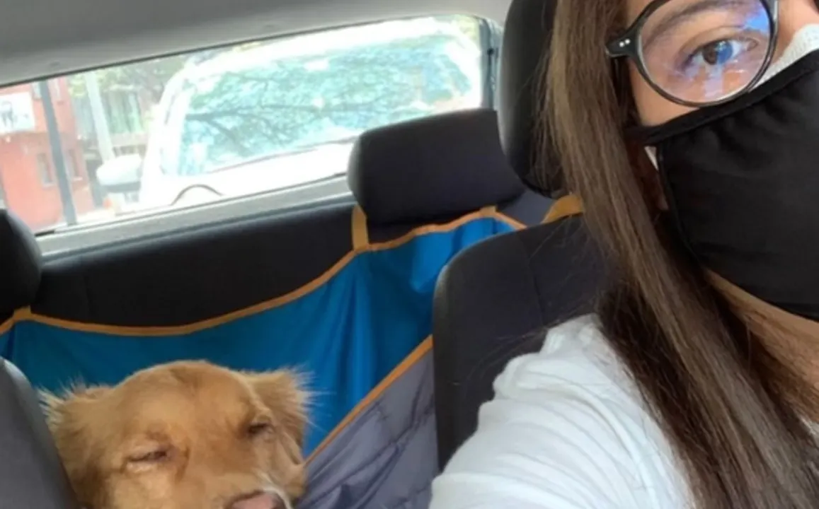 Uber para perritos