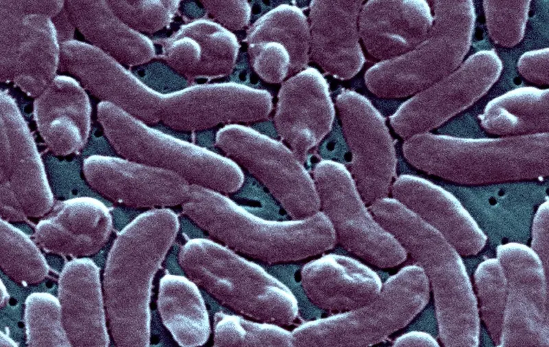 Bacteria Vibrio vulnificus acaba con la vida de tres personas
