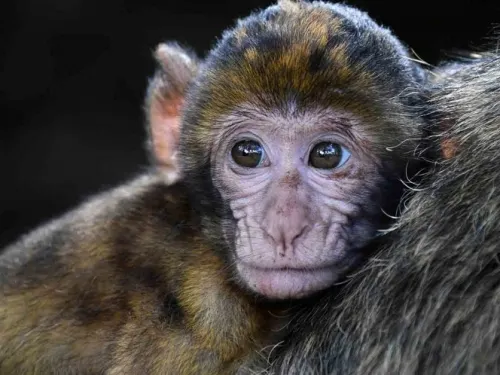 Monos vacunados parecen crear inmunidad a Covid-19, según estudios