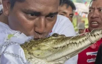 Alcalde de Oaxaca contrae matrimonio nada más y nada menos que con un ¡Cocodrilo!