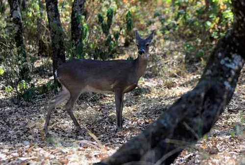 Gobierno de Puebla va por protección de Flor del Bosque donde han detectado caza ilegal