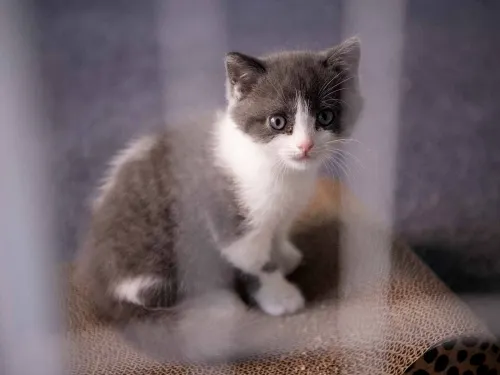 Este es ‘Ajo’, el primer gato clonado en China
