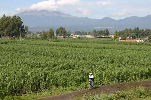 Autoridades aplicarán Seguro Agropecuario Catastrófico por afectaciones en cultivos por lluvias