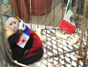 Mico capuchino vaticina derrota del Tri ante Panamá