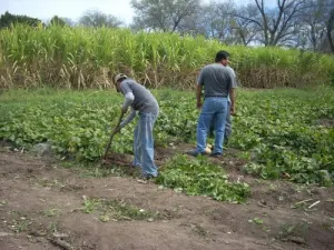 Sequía afecta 90 por ciento de cultivos en Tochimiltzingo