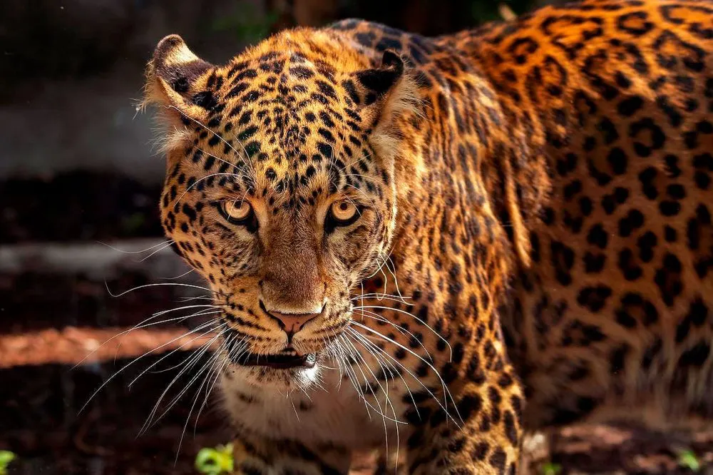 jaguar