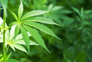 Microsoft desarrolla software para la industria de la marihuana legal
