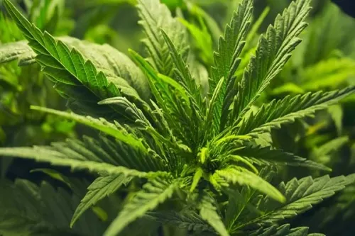 Mariguana, ¿Despenalizarla o no Despenalizarla?, Hete Ahí el Hilema