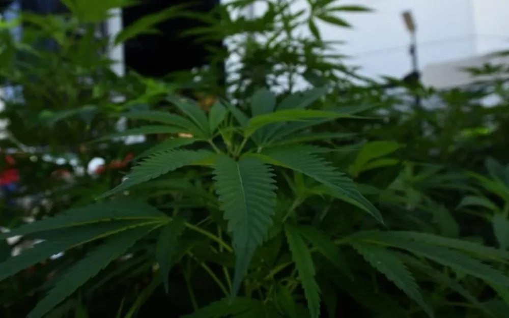 Senado discutirá regulación del uso lúdico de la mariguana