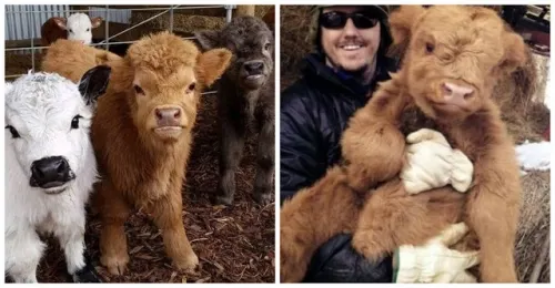 Ahora puedes tener una mini vaca esponjosa, y son mascotas increíbles