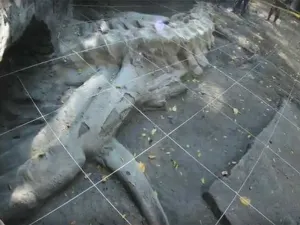 Hallan fósil de Megalodonte de más de 2 millones de años, en Guerrero