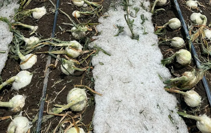 daños por granizo