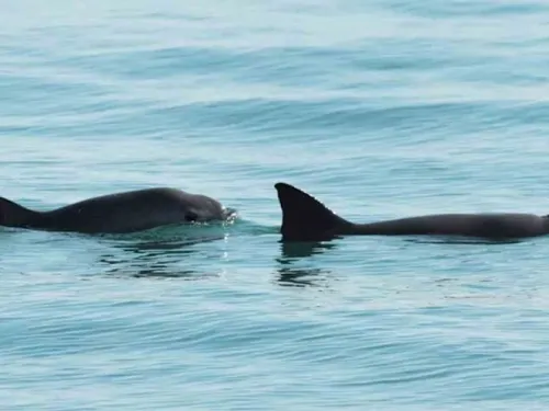 Reglas ambientales en T-MEC podrían pegar a México por vaquita marina
