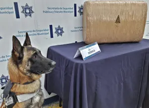 Detiene SSPTM a persona en posesión de probable marihuana