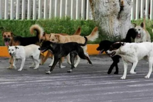 Hoy es el Día Internacional del perro callejero