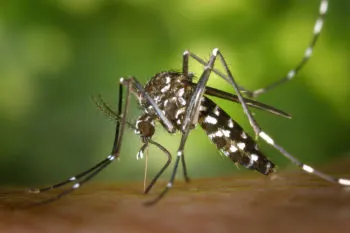 Puebla, sin personas hospitalizadas ni defunciones por dengue en últimas 24 horas: Secretaría de Salud