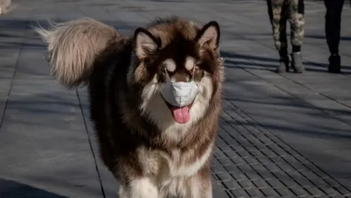 Muere el perro pomeranian que dio positivo a coronavirus
