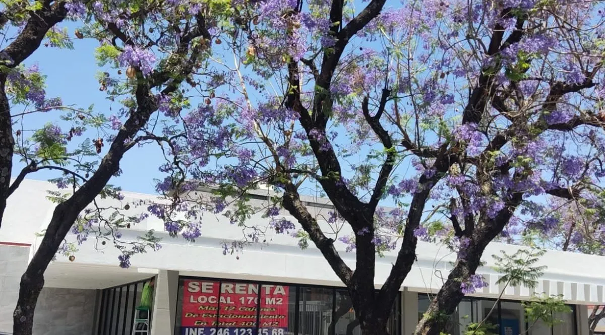 jacarandas
