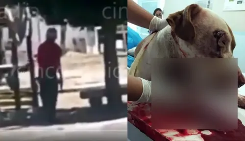 Sujeto dispara contra un perrito en San Ramón