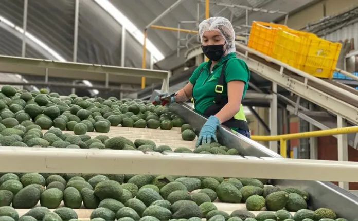 Suspende EU importación de aguacate michoacano, tras amenazas