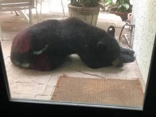 ¡Lo agarran dormido! Cae el oso más buscado en Nuevo León