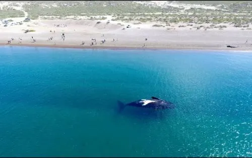 Ballenas llegan en cifra récord a la Patagonia argentina