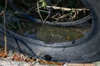Reporta la Secretaría de Salud 79 municipios de Puebla con casos de dengue