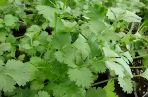 Prohíben entrada de cilantro poblano a EEUU por ciclosporiasis